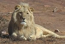 Aquila Game Reserve - 1 or 2 Day Big 5 Safari Tours