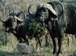 Buffalo viewing at Garden Route Game Lodge