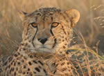 Cheetah viewing at Garden Route Game Lodge