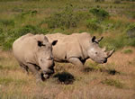 Rhino viewing at Garden Route Game Lodge