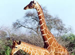 Giraffe viewing at Garden Route Game Lodge