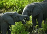 Elephant viewing at Garden Route Game Lodge