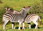 Zebra viewing at Garden Route Game Lodge