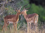 Springbok viewing at Garden Route Game Lodge
